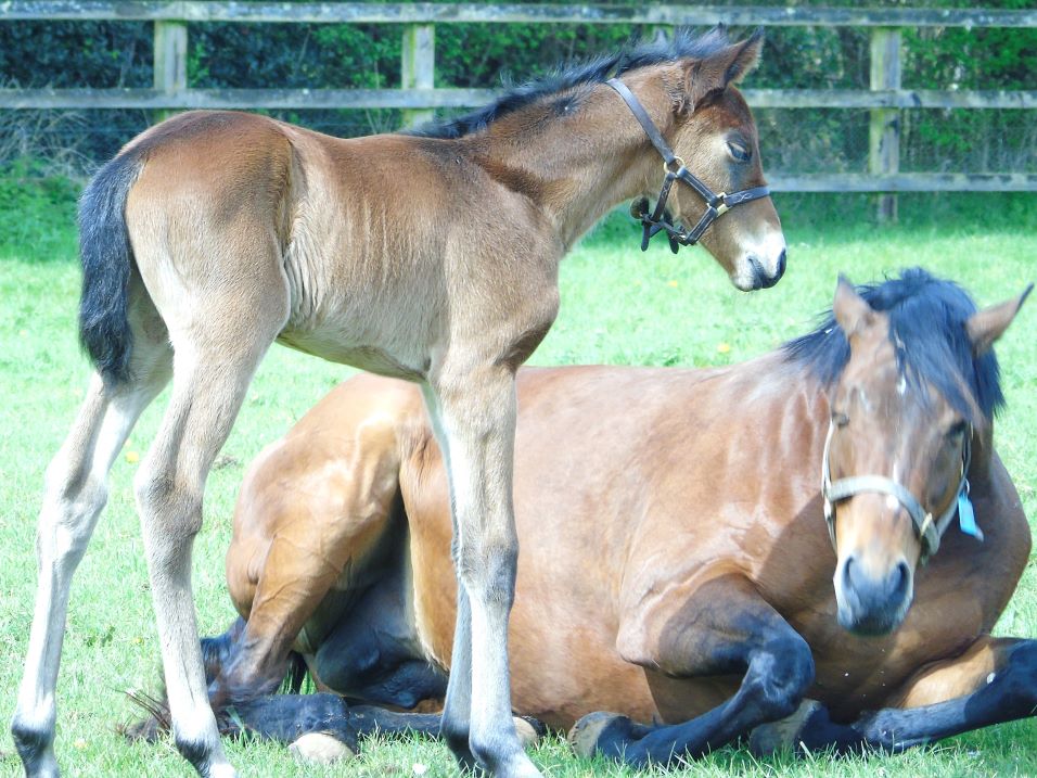 2024 colt by Nathaniel